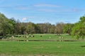 Wild konik horses near Marchegg, Austria