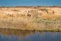 Wild Konik ponies on the banks of Burwell Lode Royalty Free Stock Photo