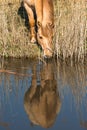 Wild Konik ponies on the banks of Burwell Lode waterway Royalty Free Stock Photo