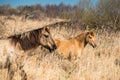 Wild Konik ponies on the banks of Burwell Lode Royalty Free Stock Photo