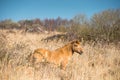 Wild Konik ponies on the banks of Burwell Lode Royalty Free Stock Photo