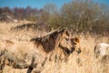 Wild Konik ponies on the banks of Burwell Lode Royalty Free Stock Photo