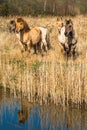 Wild Konik ponies on the banks of Burwell Lode Royalty Free Stock Photo