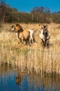 Wild Konik ponies on the banks of Burwell Lode Royalty Free Stock Photo