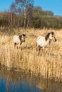 Wild Konik ponies on the banks of Burwell Lode Royalty Free Stock Photo