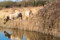 Wild Konik ponies on the banks of Burwell Lode Royalty Free Stock Photo