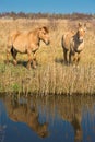 Wild Konik ponies on the banks of Burwell Lode Royalty Free Stock Photo