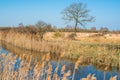 Wild Konik ponies on the banks of Burwell Lode Royalty Free Stock Photo