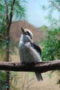 Wild Kookaburra Bird on a Tree Branch