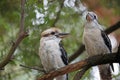 Two laughing kookaburra