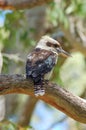 Wild Kookaburra - Rear View