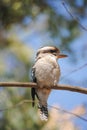 Wild Kookaburra