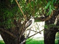 Wild Kookaburra Sitting On Tree