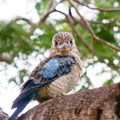 Wild kookaburras in Queensland Royalty Free Stock Photo