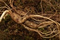 Wild Korean ginseng root. Royalty Free Stock Photo