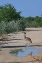 Wild kori bustard bird Royalty Free Stock Photo