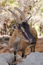 Wild kri-kri goat in Samaria Gorge, Crete, Greece. Royalty Free Stock Photo