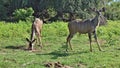 Wild Kudu Antelopes graze and watch. Animals have beautiful brown fur with white stripes
