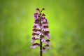 Wild Lady orchid Orchis pupurea inflorescence against bright green bokeh background