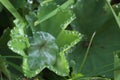 Wild Lady`s mantle with dew drops alchemilla vulgaris, herbaceous, perennial