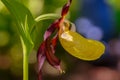 Wild Lady Slipper Orchid, closeup