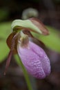 Wild lady slipper