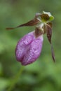 Wild lady slipper