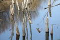 Wild lake with dried trees in the water