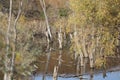 Wild lake with dried trees in the water