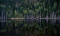 Wild lake shore with pine trees. Nothern landscape, Karelia Royalty Free Stock Photo