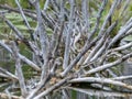 Wild lake view, dry tree branches in the water, overgrown shores, wild grass and leaves Royalty Free Stock Photo