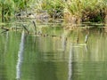 Wild lake view, dry tree branches in the water, overgrown shores, wild grass and leaves Royalty Free Stock Photo