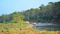 Wild landscape with asian rhinoceroses Royalty Free Stock Photo
