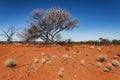 Australian landscape in the Red Center Royalty Free Stock Photo