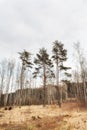 Wild landscape at a bog park in Bavaria