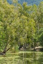 Wild landscape of gum trees grow on a river lagoon in Queensland Royalty Free Stock Photo