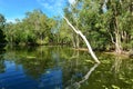 Wild landscape of gum trees grow on a river lagoon in Queensland Royalty Free Stock Photo