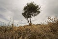 a wild landscape with wind-blown grass and olive tree under cloudy sky Royalty Free Stock Photo