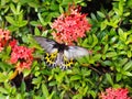 Wild large black light yellow pattern butterfly moth picking nectar from red ixora flowers, tropical plants outdoor in garden with Royalty Free Stock Photo