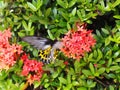 Wild large black light yellow pattern butterfly moth picking nectar from red ixora flowers, tropical plants outdoor in garden with Royalty Free Stock Photo