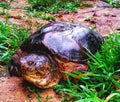 A wild large eastern snapping turtle