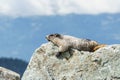 Wild large Hoary Marmot in natural environment of mountains. Royalty Free Stock Photo