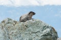 Wild large Hoary Marmot in natural environment of mountains. Royalty Free Stock Photo