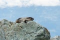 Wild large Hoary Marmot in natural environment of mountains. Royalty Free Stock Photo