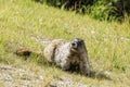 Wild large Hoary Marmot in natural environment of mountains. Royalty Free Stock Photo