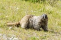 Wild large Hoary Marmot in natural environment of mountains. Royalty Free Stock Photo