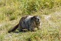 Wild large Hoary Marmot in natural environment of mountains. Royalty Free Stock Photo