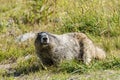 Wild large Hoary Marmot in natural environment of mountains. Royalty Free Stock Photo