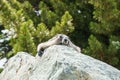 Wild large Hoary Marmot in natural environment of mountains. Royalty Free Stock Photo