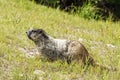 Wild large Hoary Marmot in natural environment of mountains. Royalty Free Stock Photo